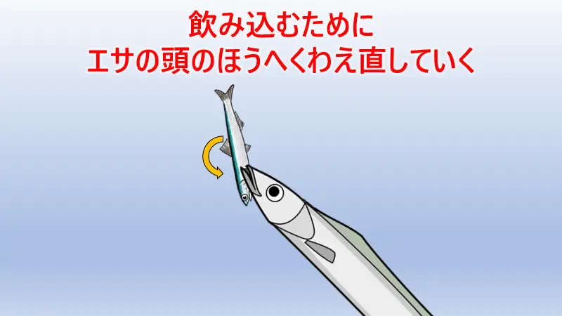 タチウオの捕食パターン。エサを頭の方へ回転させていく