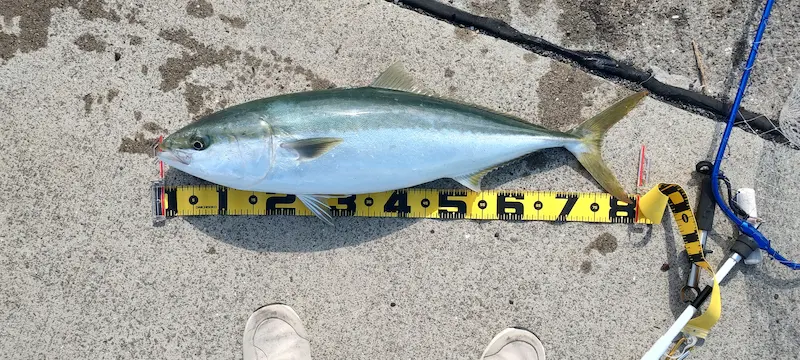 堺市ブリ（82センチ5.5キロ）・泳がせ飲ませ釣り・エレベーター仕掛け