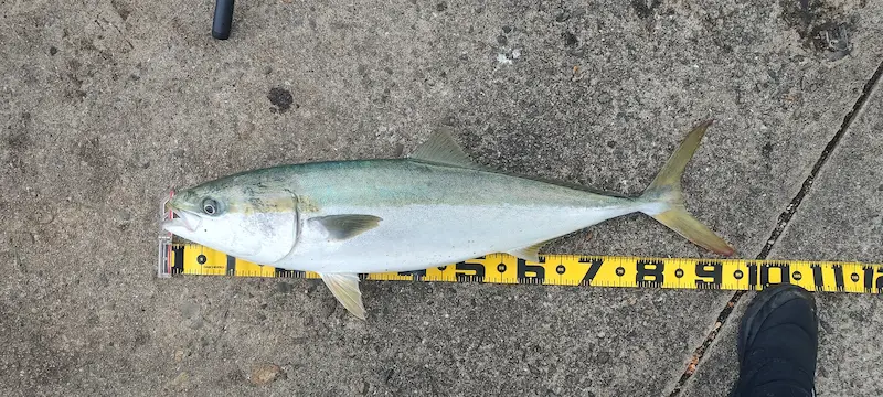 大阪南港ブリ（95センチ7キロ）・泳がせ飲ませ釣り・エレベーター仕掛け