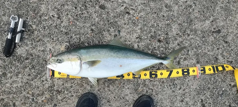 大阪南港ブリ（80センチ6キロ）・泳がせ飲ませ釣り・エレベーター仕掛け