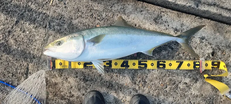 大阪南港ブリ（82センチ5.75キロ）・泳がせ飲ませ釣り・エレベーター仕掛け