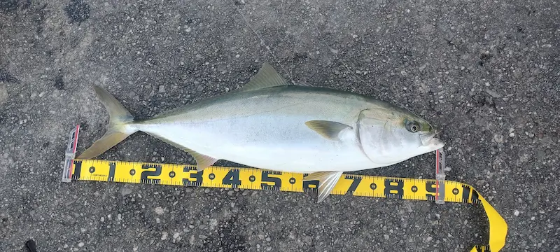 大阪南港ブリ（90センチ9キロ）・泳がせ飲ませ釣り・エレベーター仕掛け