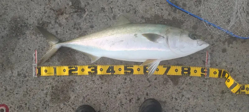 大阪南港ブリ（90センチ7.8キロ）・泳がせ飲ませ釣り・エレベーター仕掛け