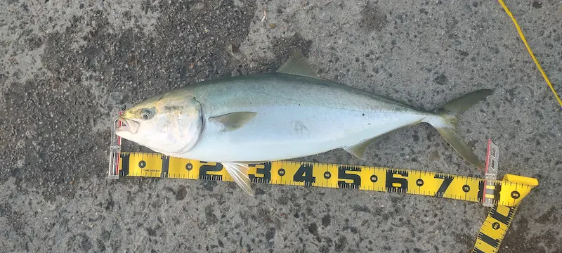 大阪南港メジロ（78センチ6.2キロ）・泳がせ飲ませ釣り・エレベーター仕掛け