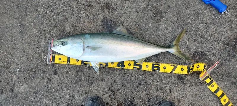 大阪南港ブリ（82センチ5キロ）・泳がせ飲ませ釣り・エレベーター仕掛け