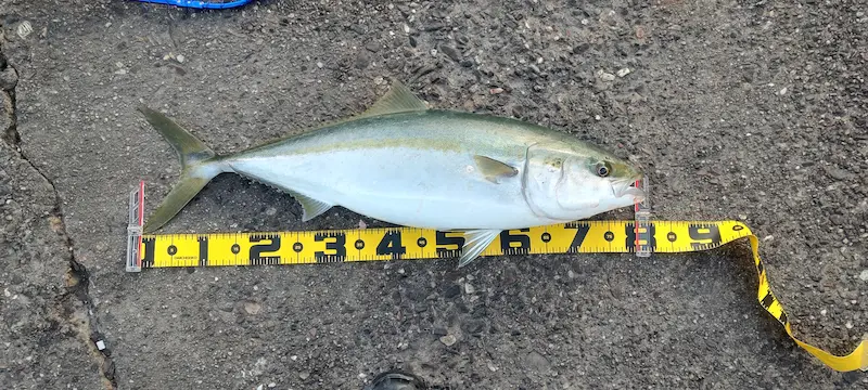 大阪南港メジロ（78センチ6キロ）・泳がせ飲ませ釣り・エレベーター仕掛け