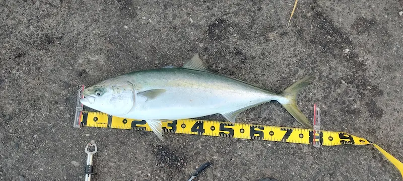 大阪南港メジロ（79センチ5.5キロ）・泳がせ飲ませ釣り・エレベーター仕掛け