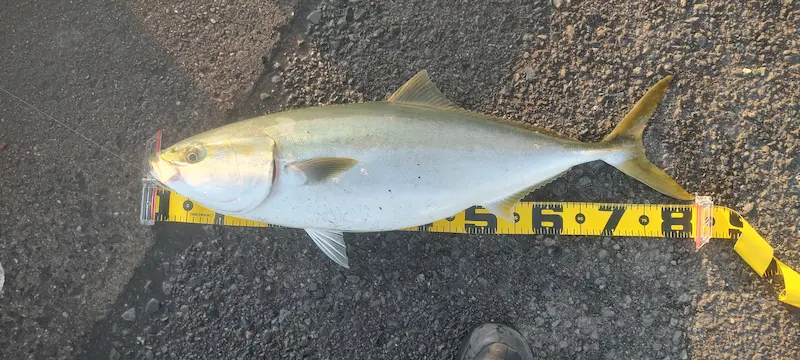 堺市ブリ泳がせ飲ませ釣果・泳がせ飲ませ釣り・エレベーター仕掛け