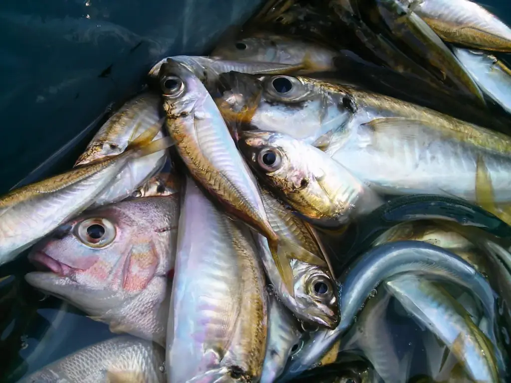 堤防釣りの釣果イメージ