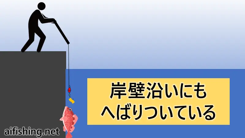 岸壁沿いにも魚はいます。