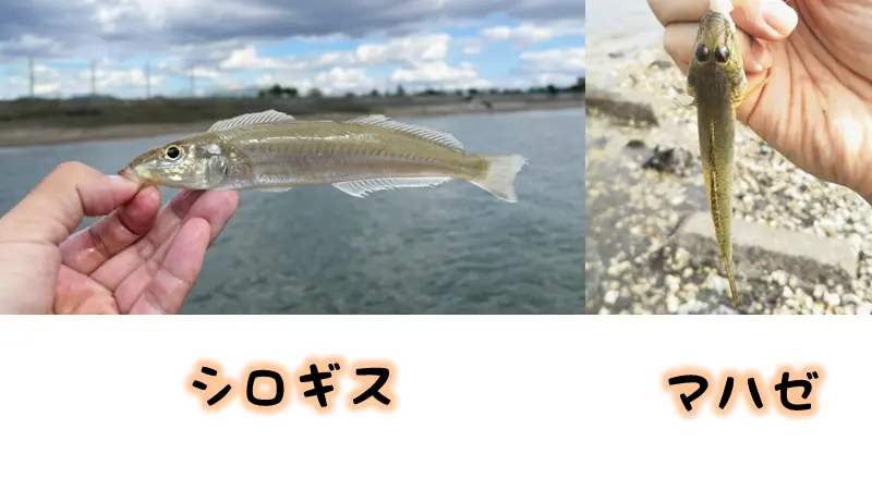 ダイソーのちょい投げで釣れる魚。シロギス、マハゼなど。