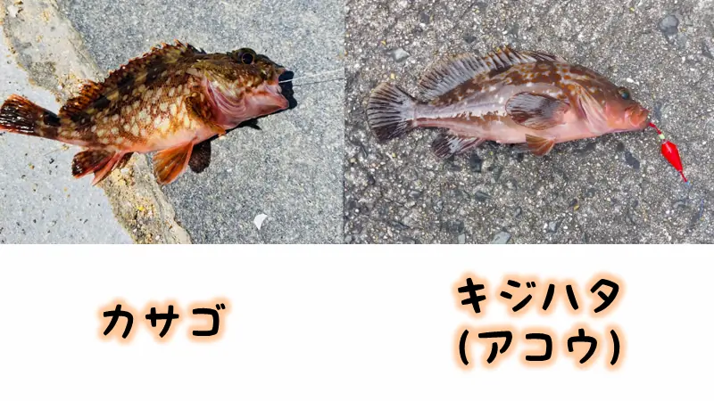 穴釣りで釣れる魚の一例。カサゴ、キジハタ（アコウ）