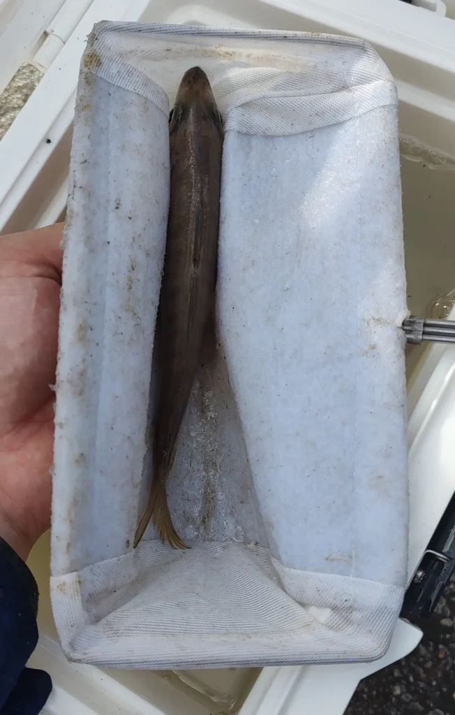泳がせ釣りでエサをハリに掛ける場合の注意点:すくい網越しにエサを掴む
