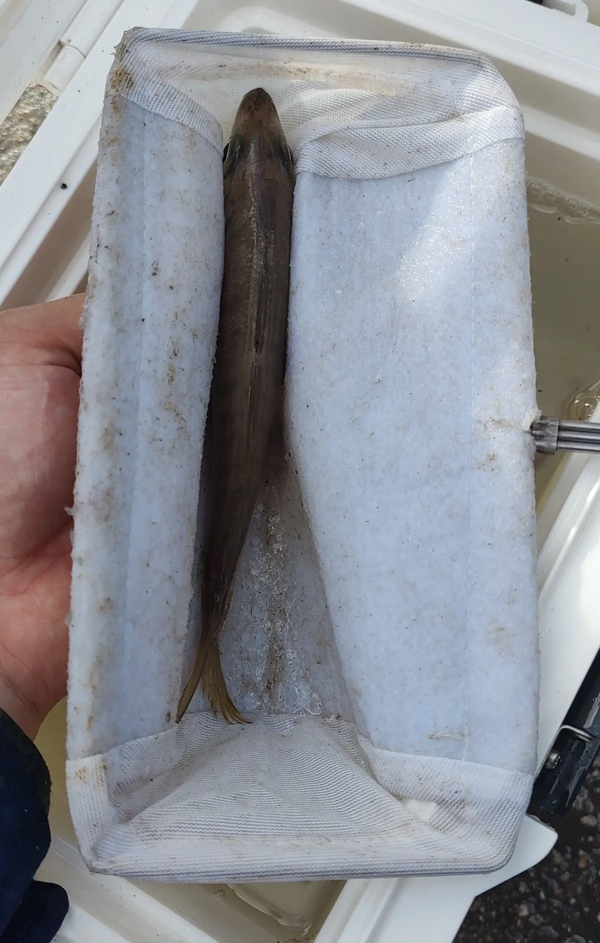 泳がせ釣りでエサをハリに掛ける場合の注意点：すくい網越しにエサを掴む