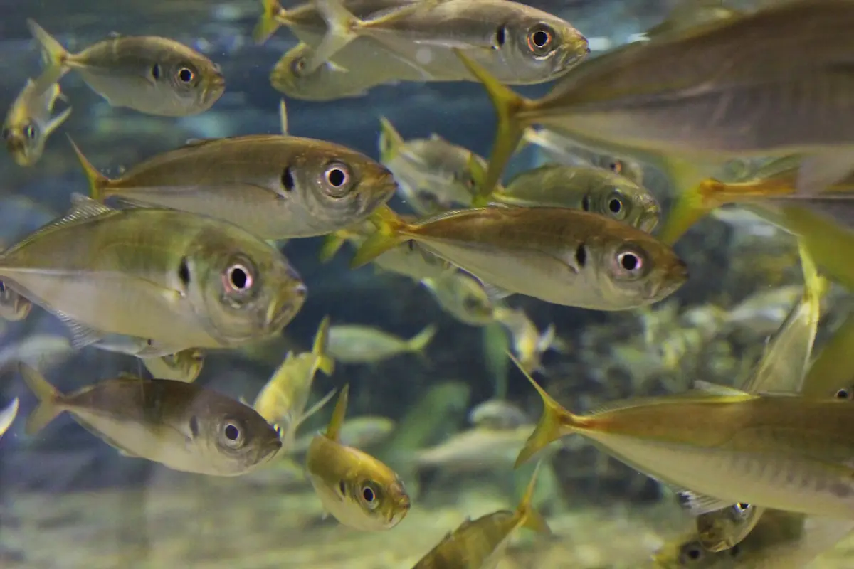 活きアジのイメージ