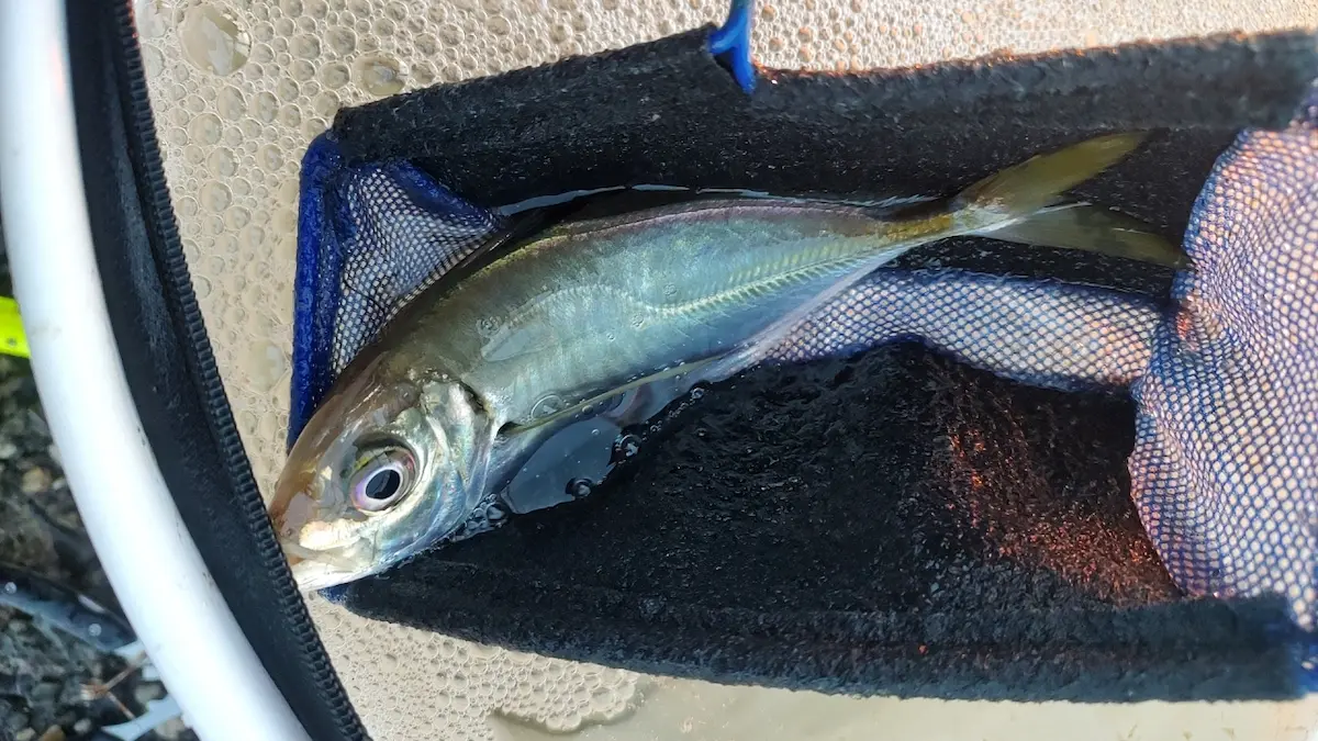 泳がせ釣りで使うエサ「小アジ」