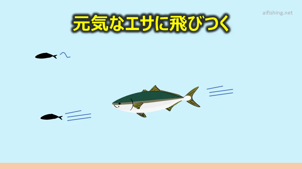 元気なエサに強い反応を示すブリ