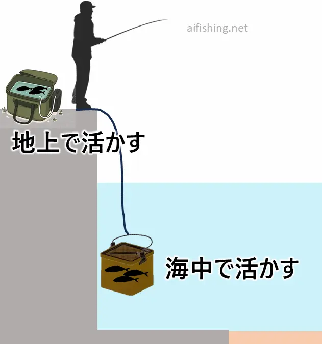 泳がせ釣りのエサは地上で生かす場合と海中で生かす場合がある