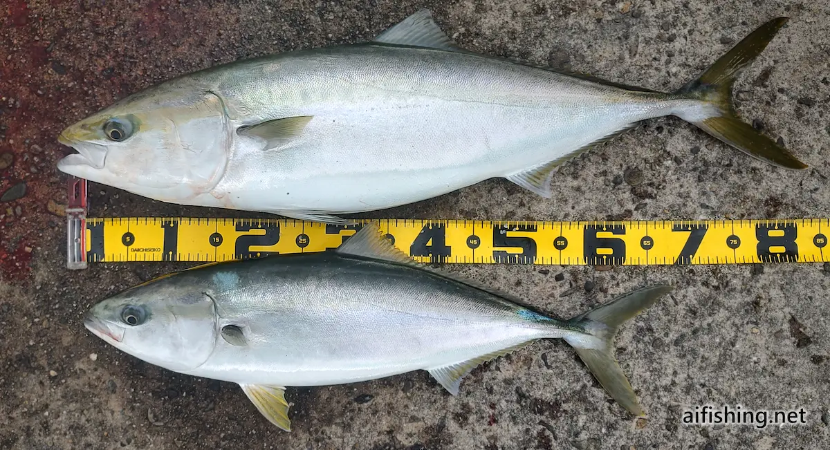 堤防泳がせ釣りで釣れたブリ
