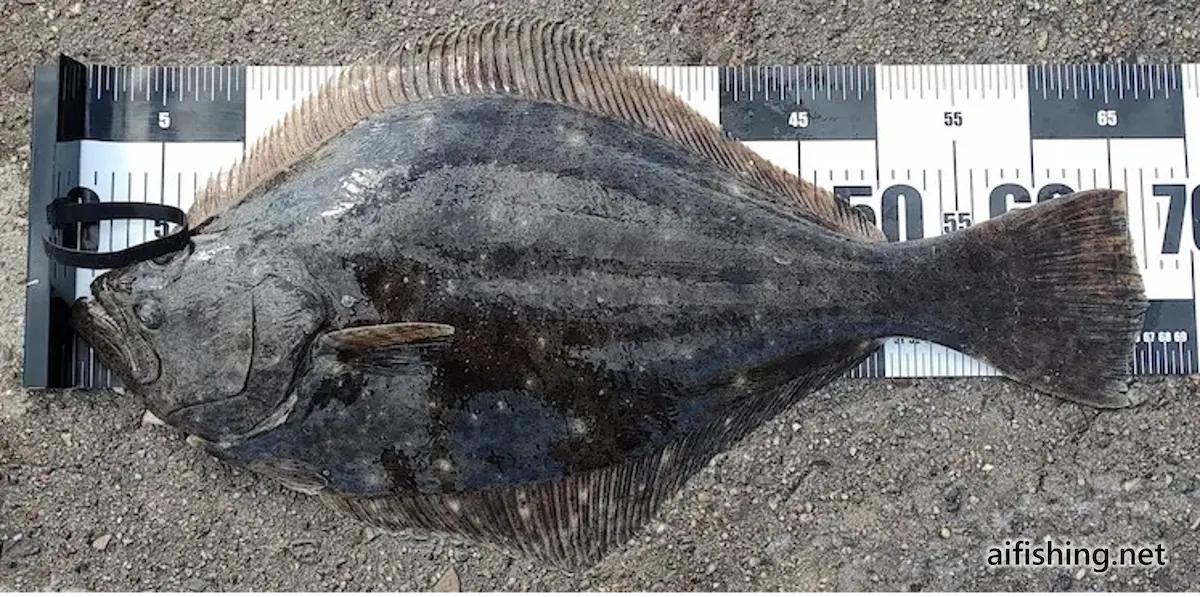 堤防泳がせ釣りで釣れたヒラメ