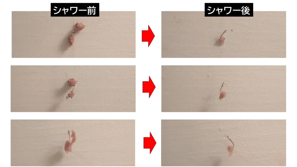 国産アミエビのトリック仕掛けの付き具合