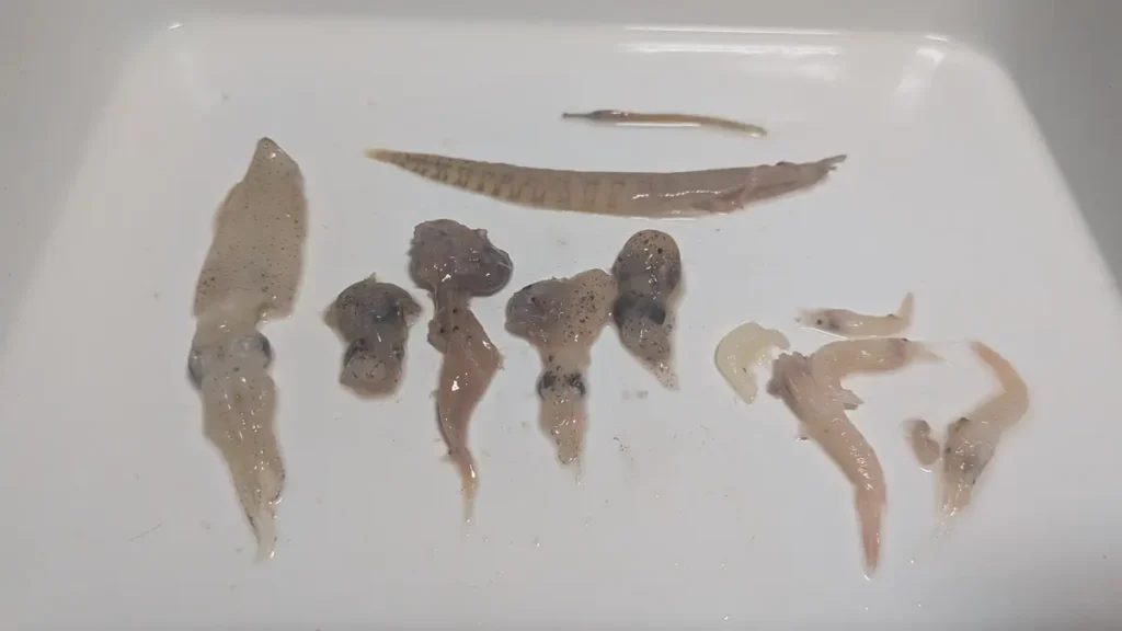 中国産アミエビ1/20に含まれていた異物