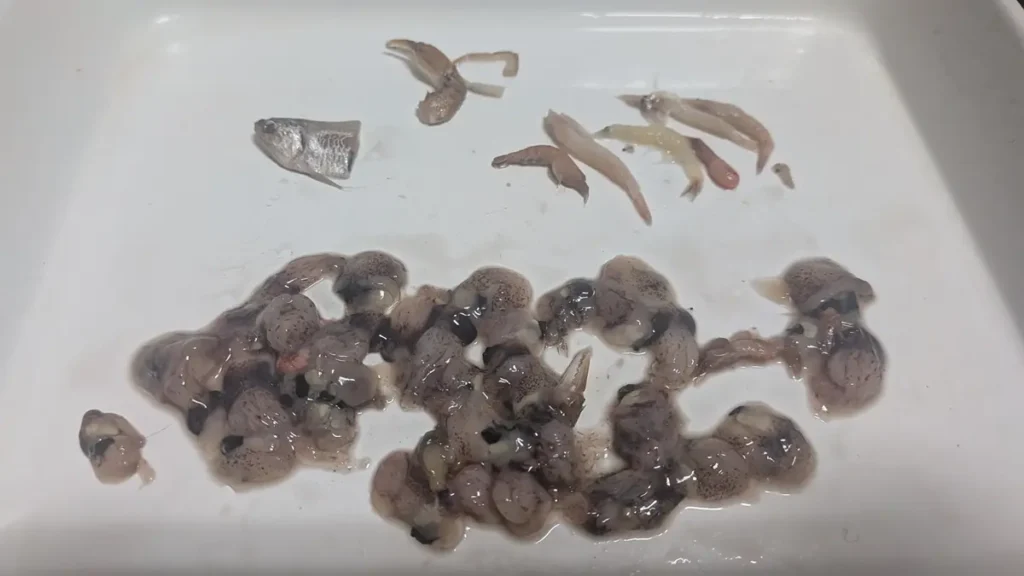 中国産アミエビ1/8に含まれていた異物