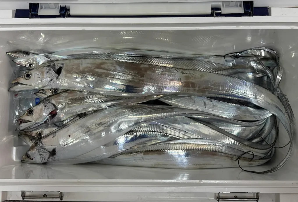 釣りで釣れたタチウオ